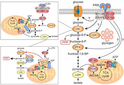 Rapid glycolytic activation accompanying innate immune responses: mechanisms and function